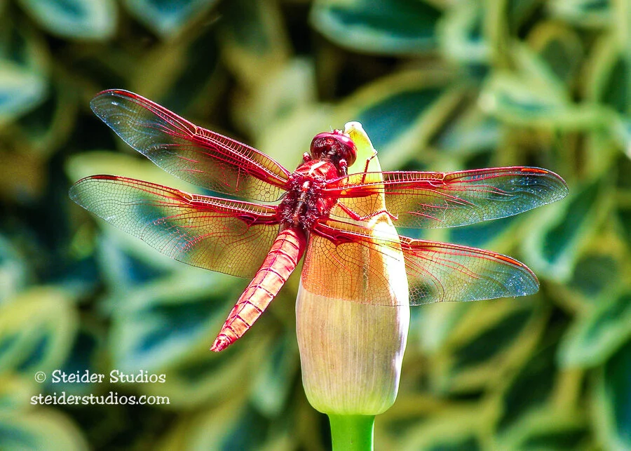 Red Dragonfly against Varigated Foliage — Steider Studios